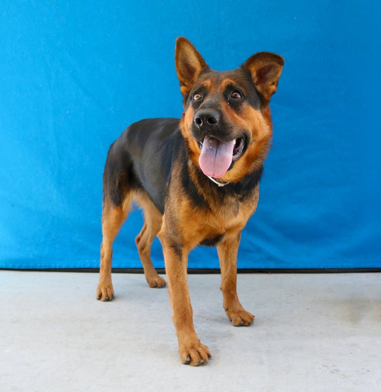 LOLA Image
