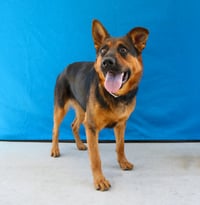 LOLA - Photo 1