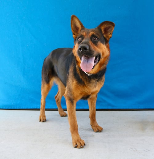 LOLA - German Shepherd Dog available for adoption