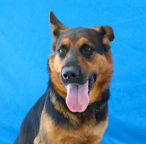 LOLA - German Shepherd Dog available for adoption