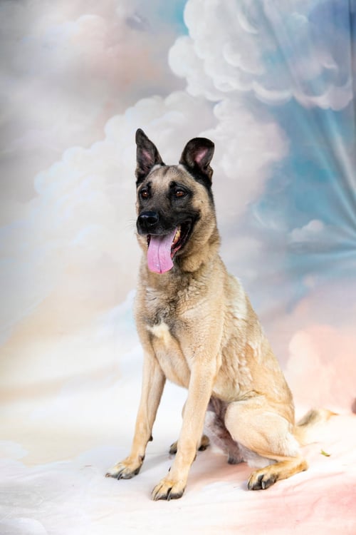 YODA - German Shepherd Dog available for adoption