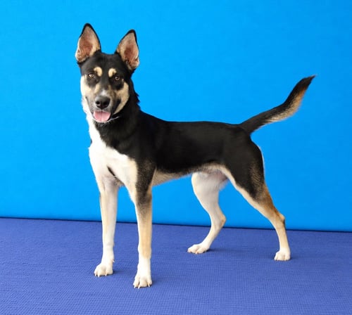 HERCULOID - Shepherd available for adoption