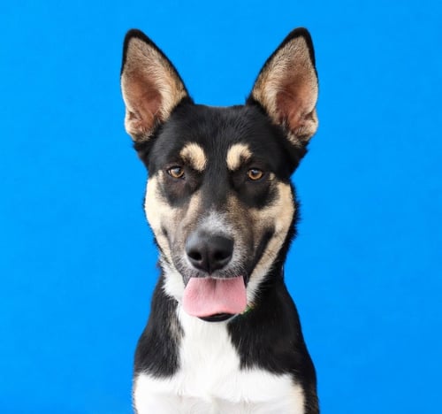 HERCULOID - Shepherd available for adoption