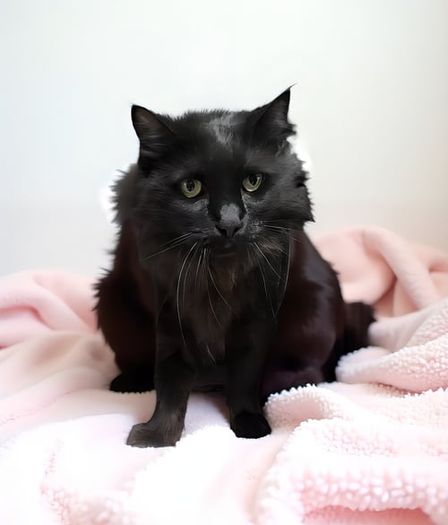LUCY - Domestic Medium Hair available for adoption