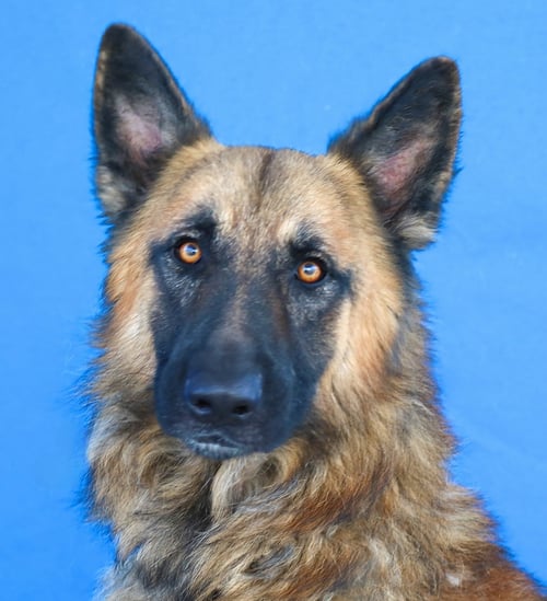 DUTCH - German Shepherd Dog available for adoption