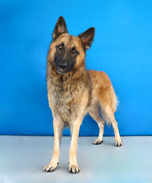 DUTCH - German Shepherd Dog available for adoption