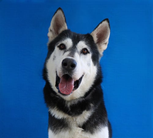 JAKE - Siberian Husky available for adoption