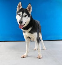 JAKE - Photo 2