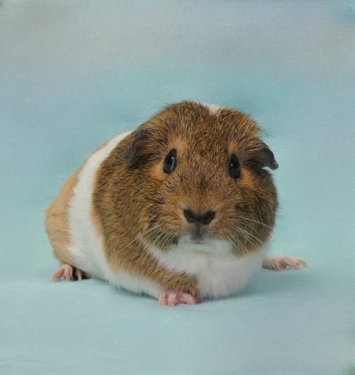 SUGAR - Guinea Pig available for adoption