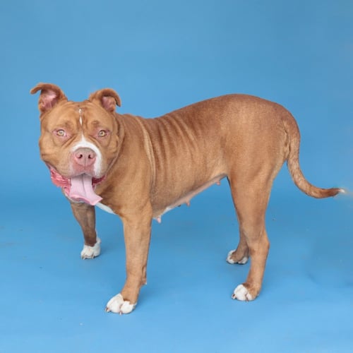 LADY - Pit Bull Terrier available for adoption