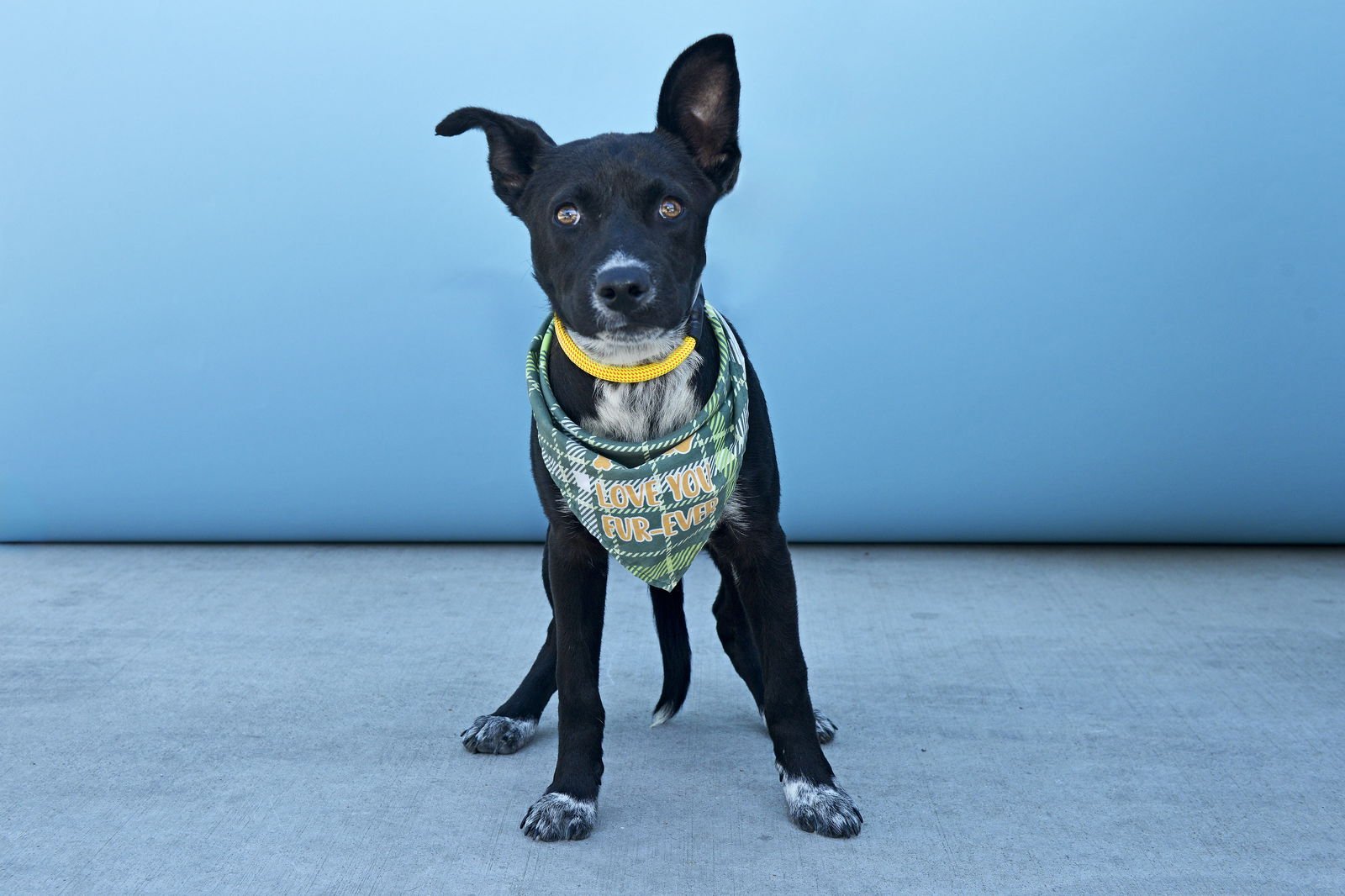 OREO - German Shepherd Dog available for adoption