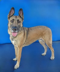 ROSE - Photo 2