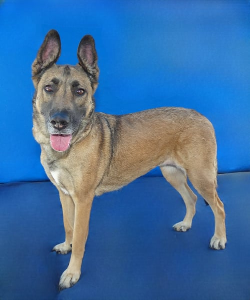 ROSE - German Shepherd Dog available for adoption