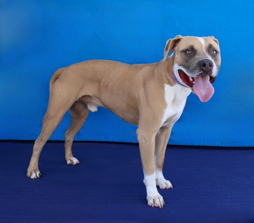 CHICO - Pit Bull Terrier available for adoption
