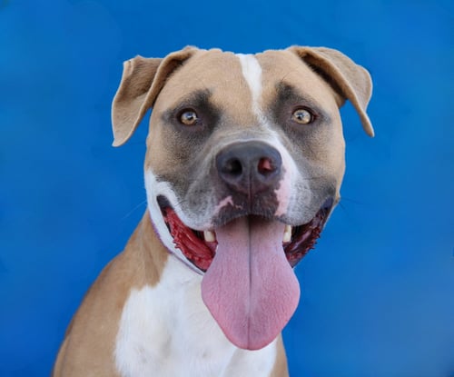 CHICO - Pit Bull Terrier available for adoption