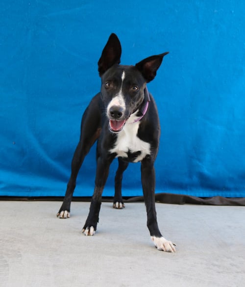JUNE - Australian Kelpie available for adoption