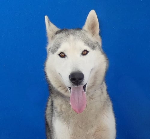 SIMBA - Siberian Husky available for adoption