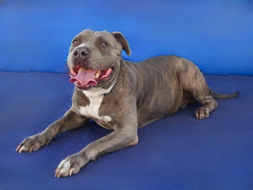 NINA - Pit Bull Terrier available for adoption