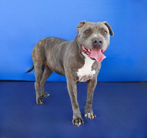 NINA - Pit Bull Terrier available for adoption