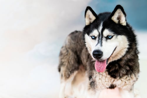 ELLIE - Siberian Husky available for adoption