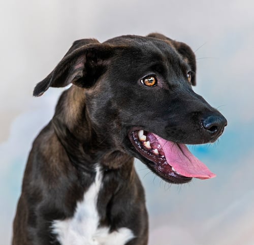 LUNA - Catahoula Leopard Dog available for adoption