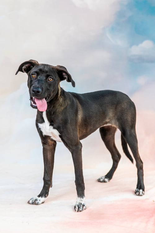 LUNA - Catahoula Leopard Dog available for adoption