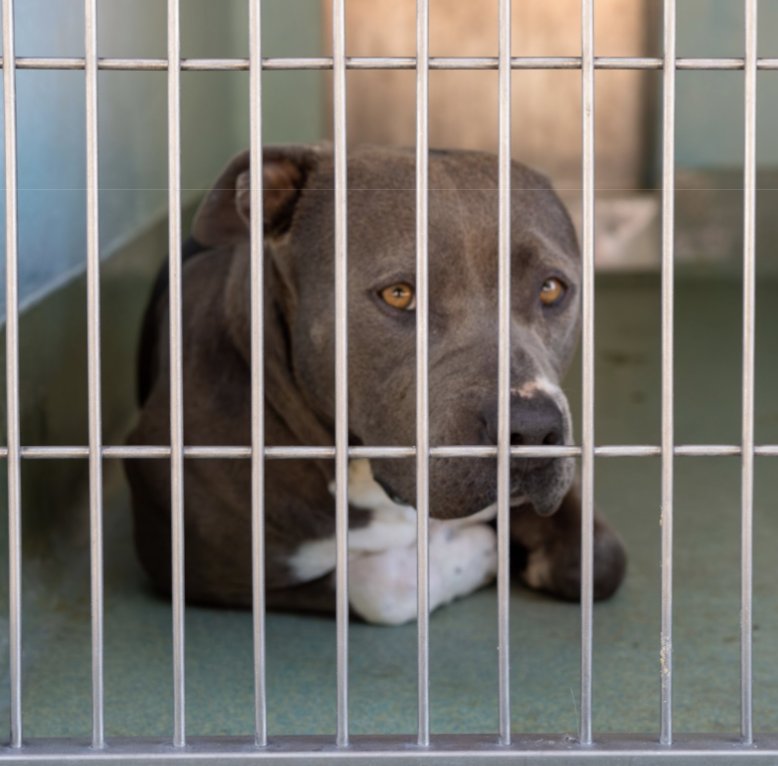 JUNO - Pit Bull Terrier for adoption in Pasadena