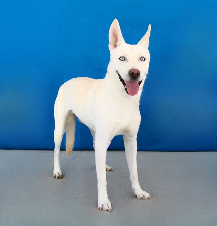COOPER Image
