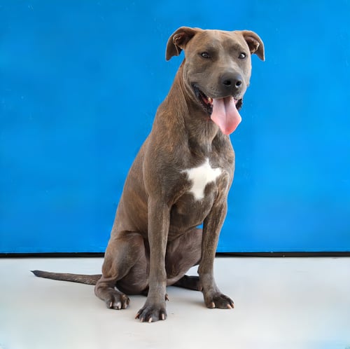RUSY - Pit Bull Terrier available for adoption