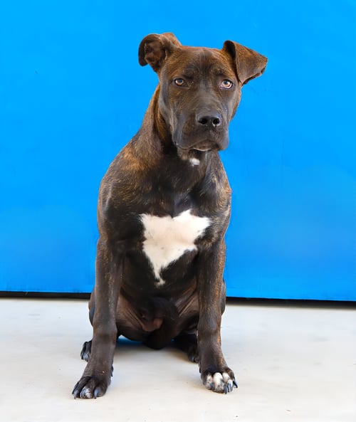 APRIL - Plott Hound available for adoption