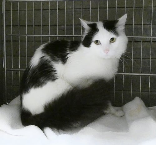 MOO - Domestic Long Hair available for adoption