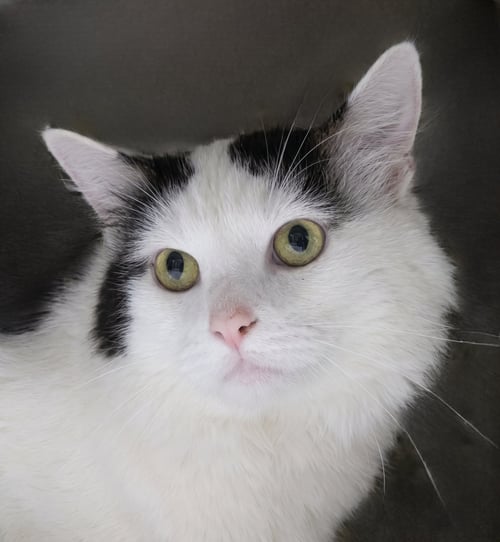 MOO - Domestic Long Hair available for adoption