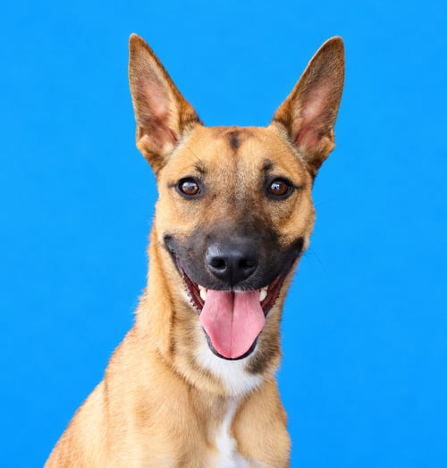 WORTHY - Carolina Dog / German Shepherd Dog available for adoption