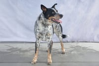 DRAKO - Photo 2