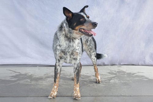 DRAKO - Australian Cattle Dog/Blue Heeler available for adoption