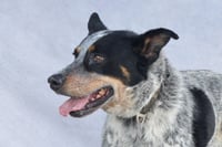 DRAKO - Photo 1