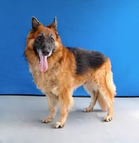 KING - Photo 2