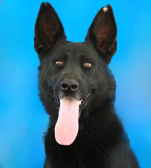 ALPHA - German Shepherd Dog available for adoption