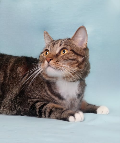 CHUNKS - Domestic Short Hair available for adoption