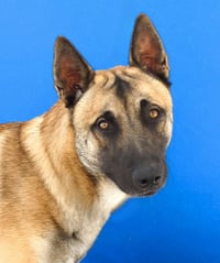 WYATT - Photo 1