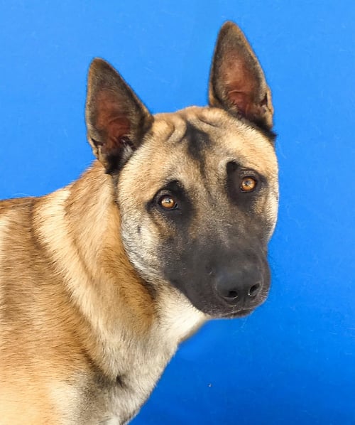 WYATT - German Shepherd Dog available for adoption