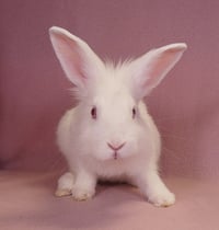 SAM - Photo 3