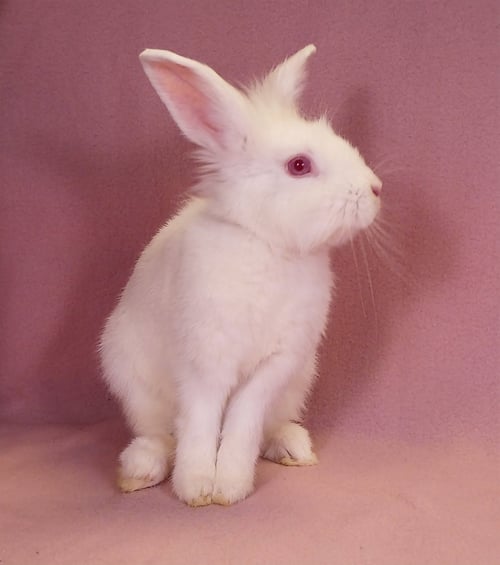 SAM - Lionhead available for adoption