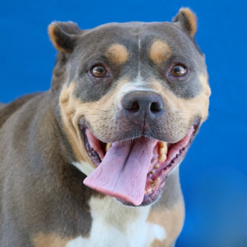 AMELIA - Pit Bull Terrier / Rottweiler for adoption in Pasadena