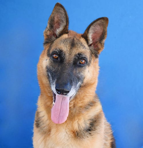 ZARKO - German Shepherd Dog available for adoption