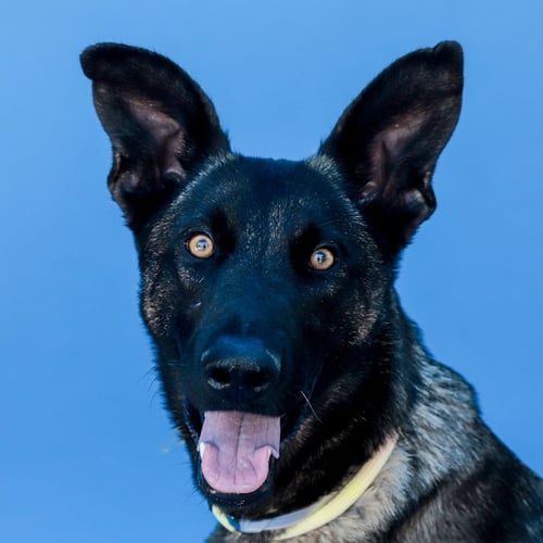 FABIOLLA - Belgian Shepherd Malinois available for adoption