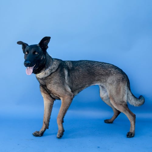 FABIOLLA - Belgian Shepherd Malinois available for adoption