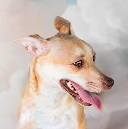 MJ - Terrier available for adoption