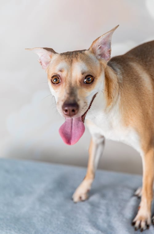 MJ - Terrier available for adoption