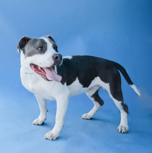 TEDGAR - Pit Bull Terrier available for adoption
